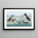 van Guillemot à gorge noire, pingouin à bec noueux, pingouin à crête bouclée, guillemot à bec cornu - John James Audubon — ingelijst kunstwerk aan de muur