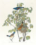 Grote blauwe spreeuw - John James Audubon — weergave van het kunstwerk