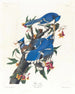 Blauwe Gaai - John James Audubon — weergave van het kunstwerk
