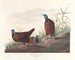 Blauwe Kopduif - John James Audubon — weergave van het kunstwerk