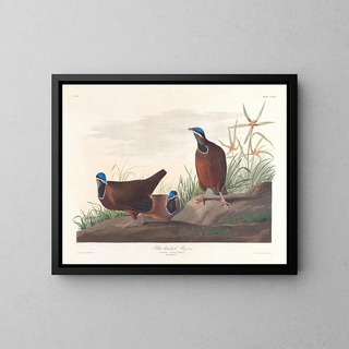 Blauwe Kopduif - John James Audubon — ingelijst kunstwerk aan de muur