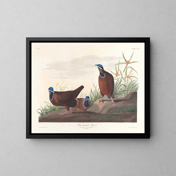 Blauwe Kopduif - John James Audubon — ingelijst kunstwerk aan de muur