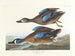 Eend met blauwe vleugels - John James Audubon — weergave van het kunstwerk
