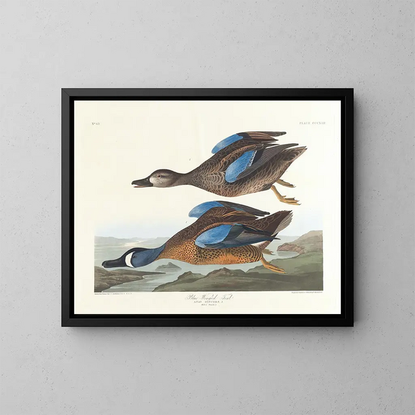 Eend met blauwe vleugels - John James Audubon — ingelijst kunstwerk aan de muur