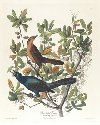 John James Audubon - Boattailed grackle.webp
