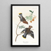 Jaseur bohémien - John James Audubon — ingelijst kunstwerk aan de muur
