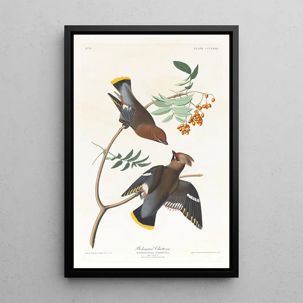 John James Audubon - Bohemian chatterer.webp