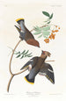 Jaseur bohémien - John James Audubon — weergave van het kunstwerk