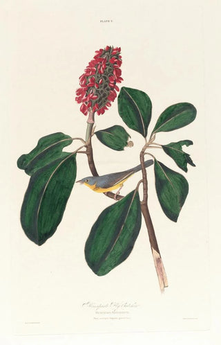 John James Audubon - Bonaparte fly catcher.webp