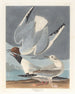 Bonapartes meeuw - John James Audubon — weergave van het kunstwerk