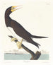 Booby gant - John James Audubon — weergave van het kunstwerk