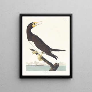 John James Audubon - Booby gannet.webp
