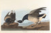 Bernache cravant - John James Audubon — weergave van het kunstwerk