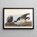 Bernache cravant - John James Audubon — ingelijst kunstwerk aan de muur
