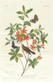 Paruline à tête brune mangeuse de vers - John James Audubon — weergave van het kunstwerk