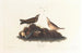 Alouette brune - John James Audubon — weergave van het kunstwerk