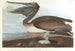Bruin pelikaan schilderij - John James Audubon — weergave van het kunstwerk