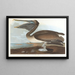 Bruin pelikaan schilderij - John James Audubon — ingelijst kunstwerk aan de muur