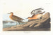 Roodborstje - John James Audubon — weergave van het kunstwerk