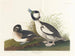 Eend met buffetkop - John James Audubon — weergave van het kunstwerk