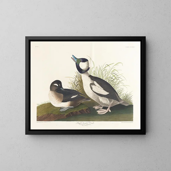 Eend met buffetkop - John James Audubon — ingelijst kunstwerk aan de muur