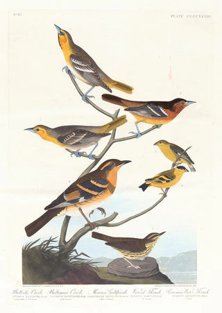 John James Audubon - Bullocks oriole Baltimore oriole Mexican goldfinch Varied thrush Common water thrush.webp