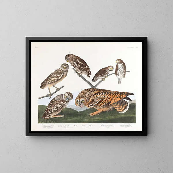 Uil van de holen - John James Audubon — ingelijst kunstwerk aan de muur