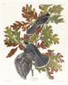 van de Canadese mésangeai - John James Audubon — weergave van het kunstwerk