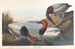 Eend met witte rug - John James Audubon — weergave van het kunstwerk
