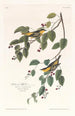 Paruline carbonée - John James Audubon — weergave van het kunstwerk