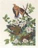 Pigeon de Caroline of bosduif - John James Audubon — weergave van het kunstwerk