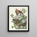 Pigeon de Caroline of bosduif - John James Audubon — ingelijst kunstwerk aan de muur