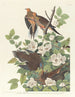 Tortelduif van de Carolines - John James Audubon — weergave van het kunstwerk