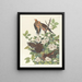 Tortelduif van de Carolines - John James Audubon — ingelijst kunstwerk aan de muur