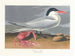 Cayenne terne - John James Audubon — weergave van het kunstwerk