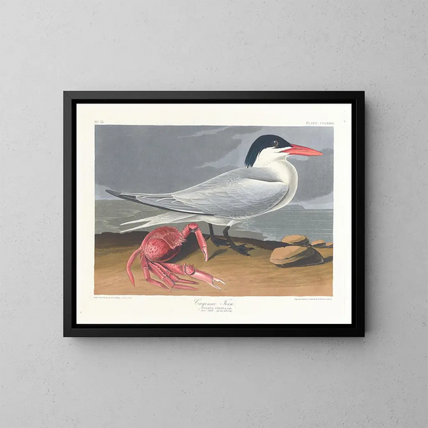 Cayenne terne - John James Audubon — ingelijst kunstwerk aan de muur