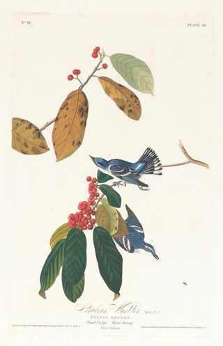 John James Audubon - Cerulean warbler.webp