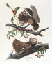 De weduwe van Chuck Wills - John James Audubon — weergave van het kunstwerk