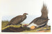 Koe van de vlaktes - John James Audubon — weergave van het kunstwerk