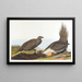 Koe van de vlaktes - John James Audubon — ingelijst kunstwerk aan de muur