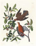 Columba zenaida - John James Audubon — weergave van het kunstwerk