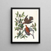 Columba zenaida - John James Audubon — ingelijst kunstwerk aan de muur
