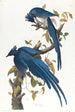 Geai de Colombie - John James Audubon — weergave van het kunstwerk