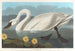 Cygne d'Amérique - John James Audubon — weergave van het kunstwerk