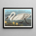 Cygne d'Amérique - John James Audubon — ingelijst kunstwerk aan de muur