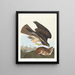 Buse variabel - John James Audubon — ingelijst kunstwerk aan de muur