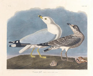 Grijze Meeuw - John James Audubon — weergave van het kunstwerk
