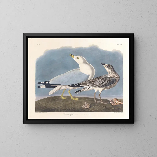 Grijze Meeuw - John James Audubon — ingelijst kunstwerk aan de muur