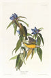 Paruline du Connecticut - John James Audubon — weergave van het kunstwerk