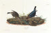 Vacher - John James Audubon — weergave van het kunstwerk